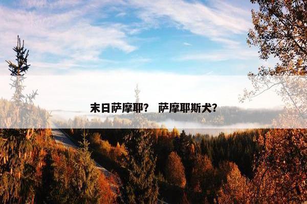 末日萨摩耶？ 萨摩耶斯犬？