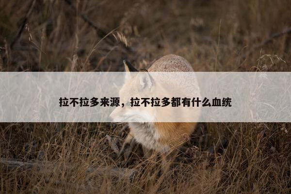 拉不拉多来源,拉不拉多都有什么血统