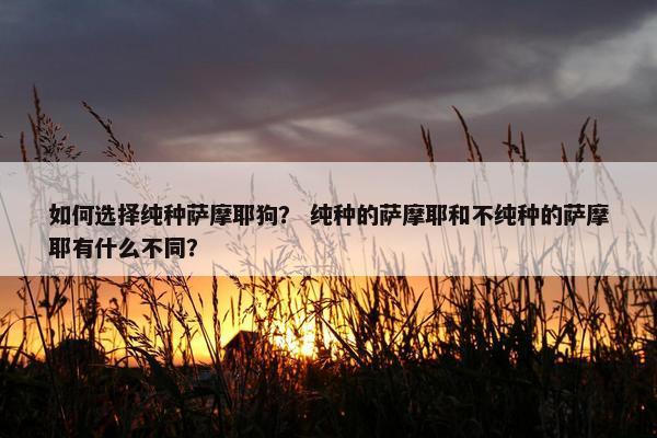 如何选择纯种萨摩耶狗？ 纯种的萨摩耶和不纯种的萨摩耶有什么不同？