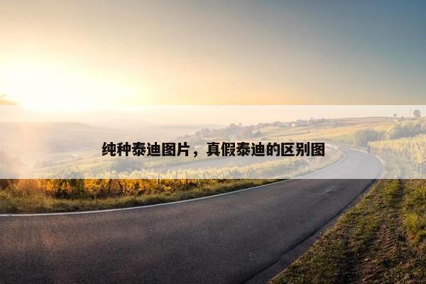 纯种泰迪图片，真假泰迪的区别图