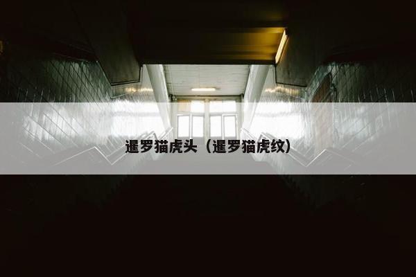 暹罗猫虎头（暹罗猫虎纹）