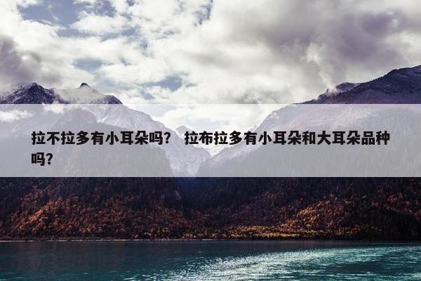 拉不拉多有小耳朵吗？ 拉布拉多有小耳朵和大耳朵品种吗？