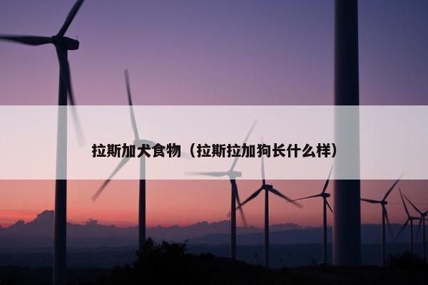 拉斯加犬食物（拉斯拉加狗长什么样）