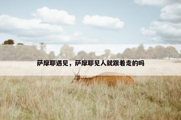 萨摩耶遇见，萨摩耶见人就跟着走的吗