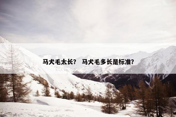 马犬毛太长？ 马犬毛多长是标准？