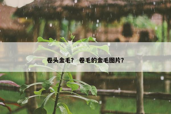 卷头金毛？ 卷毛的金毛图片？