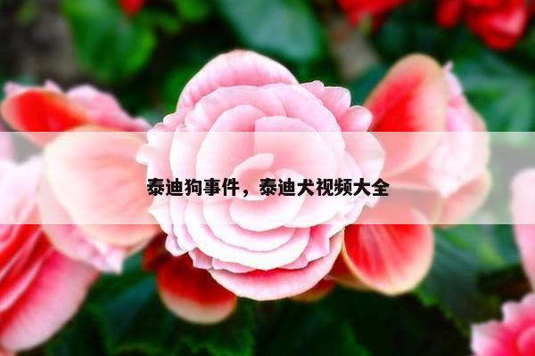 泰迪狗事件，泰迪犬视频大全