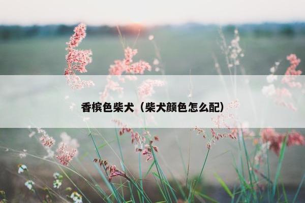 香槟色柴犬（柴犬颜色怎么配）