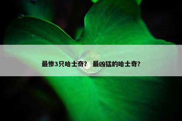 最惨3只哈士奇？ 最凶猛的哈士奇？