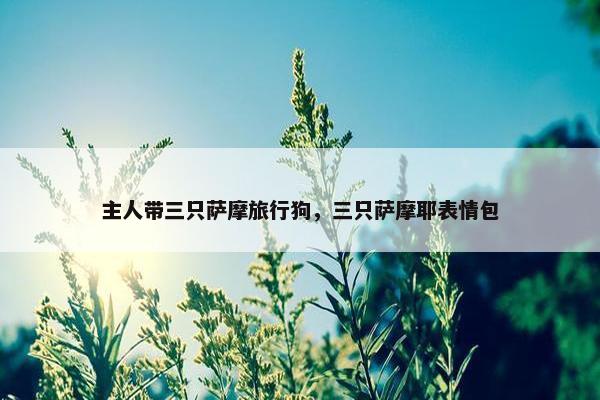 主人带三只萨摩旅行狗，三只萨摩耶表情包