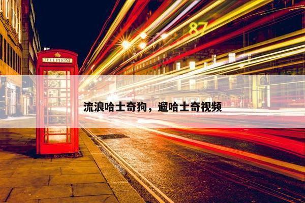 流浪哈士奇狗，遛哈士奇视频