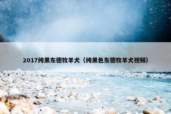 2017纯黑东德牧羊犬(纯黑色东德牧羊犬视频)