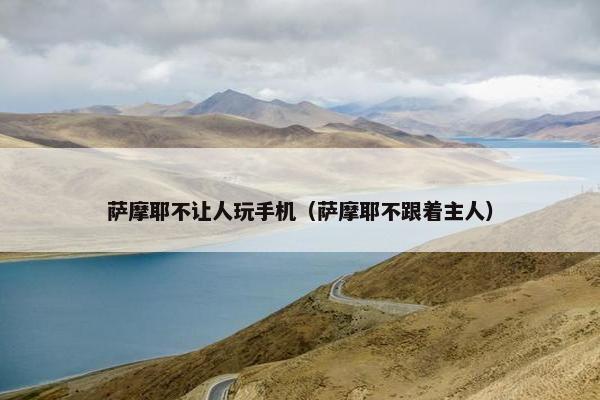 萨摩耶不让人玩手机(萨摩耶不跟着主人)