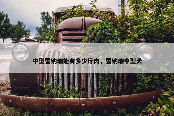 中型雪纳瑞能有多少斤肉，雪纳瑞中型犬