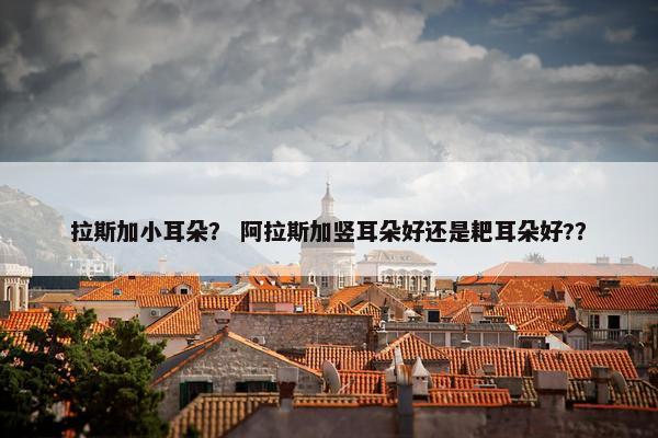 拉斯加小耳朵？ 阿拉斯加竖耳朵好还是耙耳朵好?？