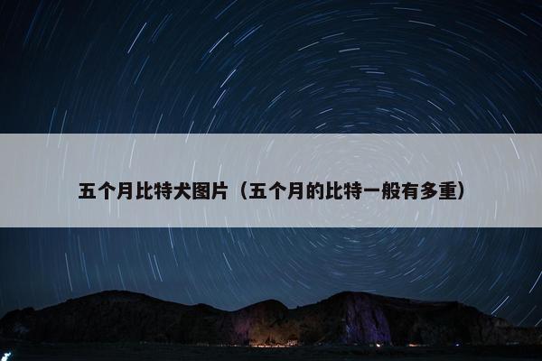 五个月比特犬图片(五个月的比特一般有多重)