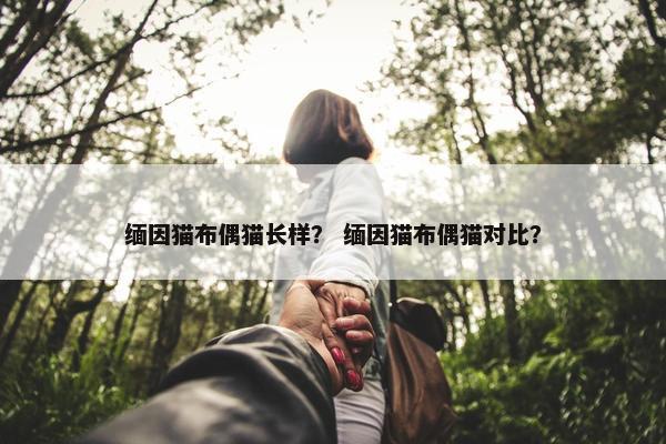 缅因猫布偶猫长样？ 缅因猫布偶猫对比？