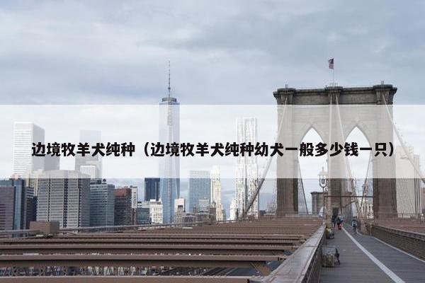 边境牧羊犬纯种（边境牧羊犬纯种幼犬一般多少钱一只）
