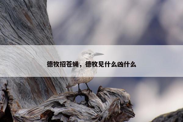 德牧招苍蝇，德牧见什么凶什么
