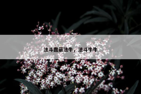 法斗蠢萌法牛，法斗牛牛