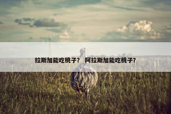 拉斯加能吃桃子？ 阿拉斯加能吃桃子？