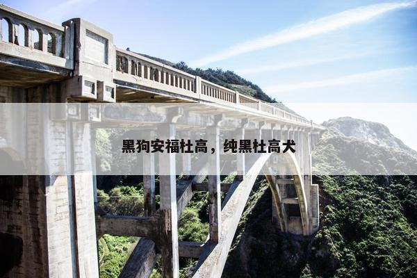 黑狗安福杜高，纯黑杜高犬