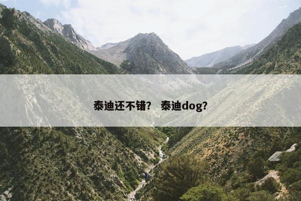 泰迪还不错？ 泰迪dog？