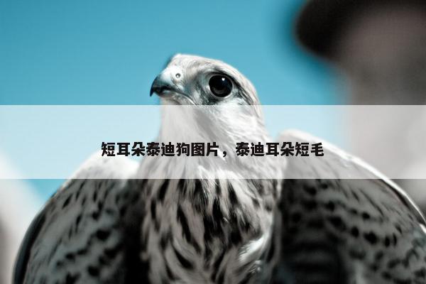 短耳朵泰迪狗图片，泰迪耳朵短毛