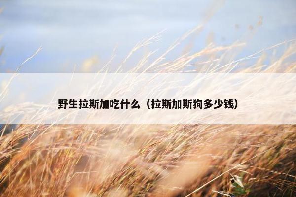 野生拉斯加吃什么（拉斯加斯狗多少钱）