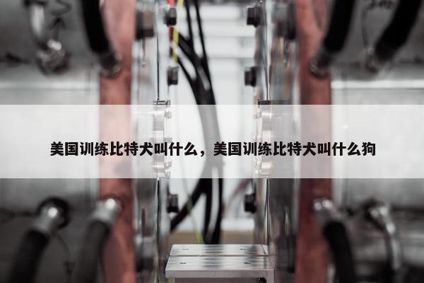 美国训练比特犬叫什么，美国训练比特犬叫什么狗