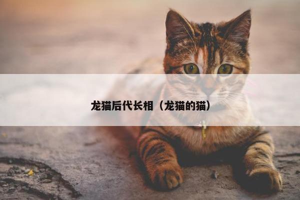 龙猫后代长相（龙猫的猫）