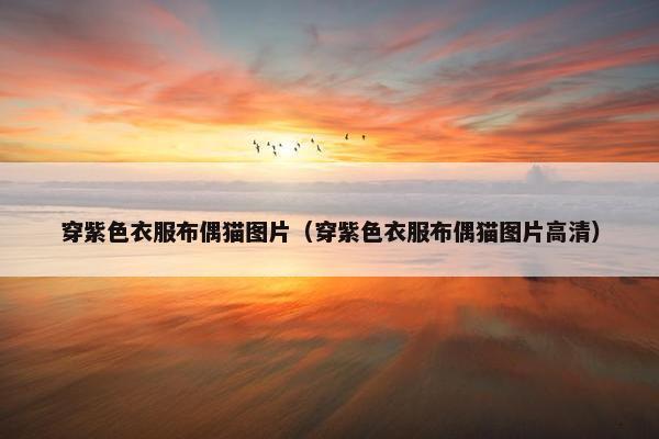 穿紫色衣服布偶猫图片（穿紫色衣服布偶猫图片高清）