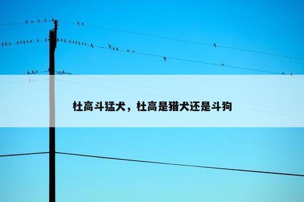 杜高斗猛犬，杜高是猎犬还是斗狗