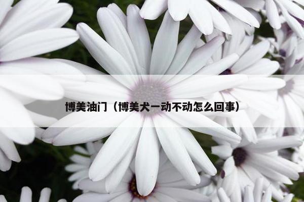 博美油门（博美犬一动不动怎么回事）