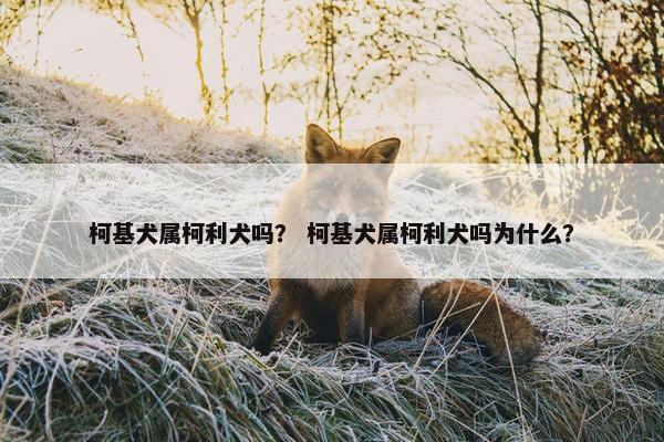 柯基犬属柯利犬吗？ 柯基犬属柯利犬吗为什么？