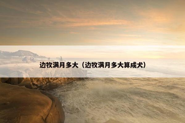 边牧满月多大（边牧满月多大算成犬）