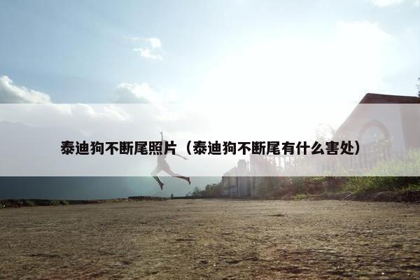 泰迪狗不断尾照片（泰迪狗不断尾有什么害处）