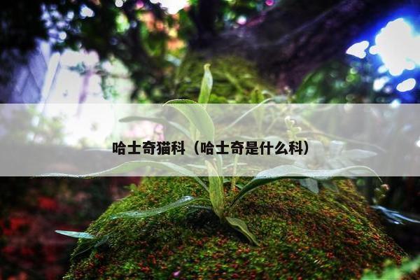 哈士奇猫科（哈士奇是什么科）