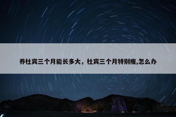 养杜宾三个月能长多大，杜宾三个月特别瘦,怎么办