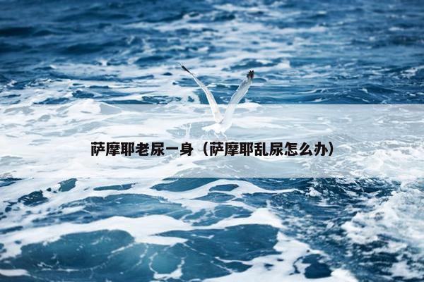 萨摩耶老尿一身（萨摩耶乱尿怎么办）