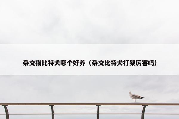 杂交猫比特犬哪个好养（杂交比特犬打架厉害吗）