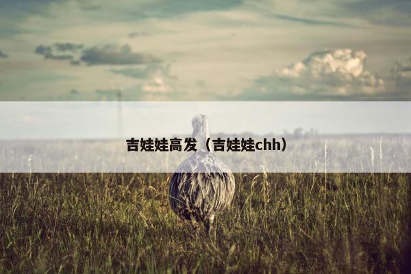 吉娃娃高发(吉娃娃chh)