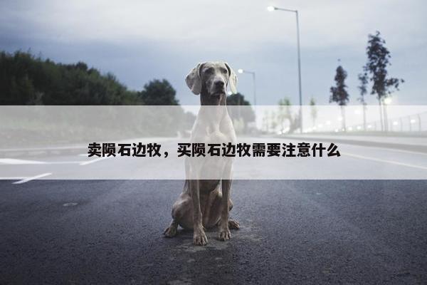 卖陨石边牧，买陨石边牧需要注意什么