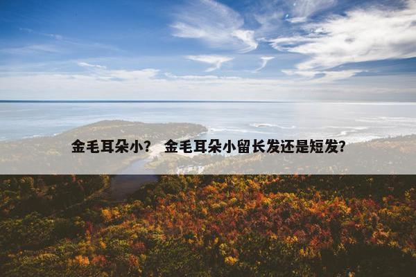 金毛耳朵小？ 金毛耳朵小留长发还是短发？