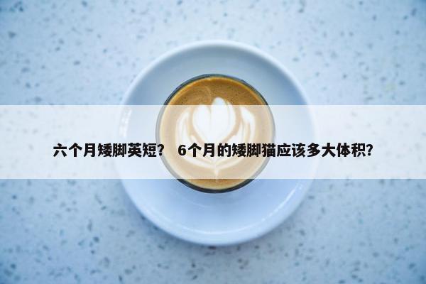 六个月矮脚英短？ 6个月的矮脚猫应该多大体积？
