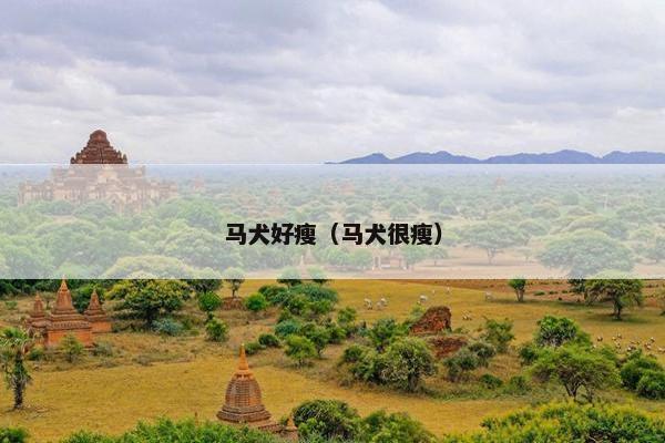 马犬好瘦（马犬很瘦）