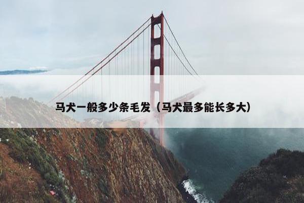 马犬一般多少条毛发（马犬最多能长多大）