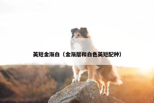 英短金渐白（金渐层和白色英短配种）