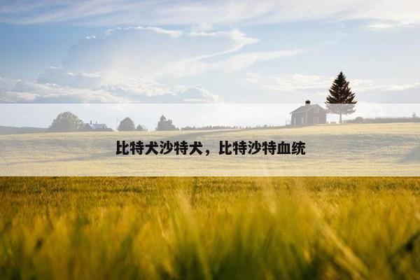 比特犬沙特犬，比特沙特血统