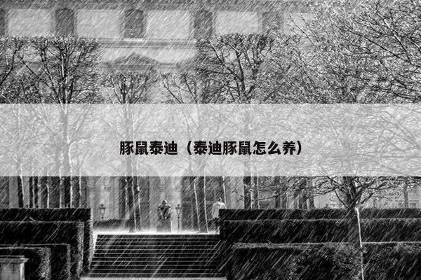 豚鼠泰迪（泰迪豚鼠怎么养）